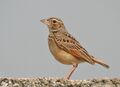 Bengal bushlark (Mirafra assamica) in Kolkata W IMG 4596.jpg