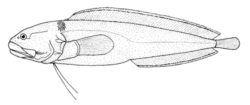 Bidenichthys consobrinus (Grey botula).gif