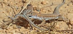 Bosc's fringe-toed lizards (Acanthodactylus boskianus asper) love bite.jpg