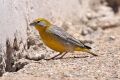 Bright-rumped Yellow-Finch (8077601983).jpg