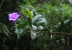 Brunfelsia grandiflora 1.jpg