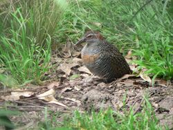 Buff-banded Rail, Pengo.jpg