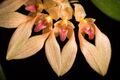 Bulbophyllum annandalei Ridl., J. Straits Branch Roy. Asiat. Soc. 82 197 (1920) (44668496055).jpg