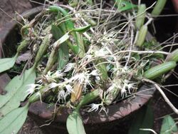 Bulbophyllum cauliflorum-1-bsi-yercaud-salem-India.JPG