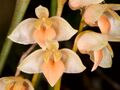 Bulbophyllum conspectum.jpg