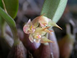 Bulbophyllum psychoon 31.jpg