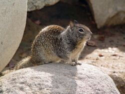 CA Ground Squirrel on rock.jpg