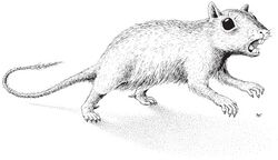 Drawing of Catopsbaatar, resembling a squirrel