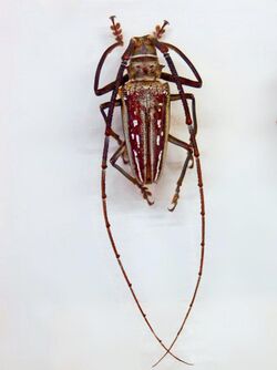 Cerambycidae - Batocera wallacei.JPG