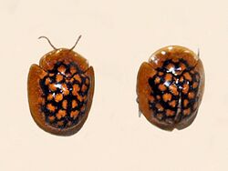 Chrysomelidae - Chiridopsis punctata.JPG