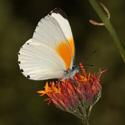 Common dotted border, Mylothris agathina, male. (24332612268).jpg