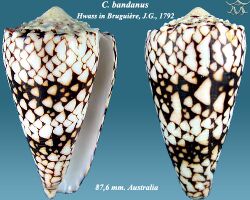 Conus bandanus 2.jpg
