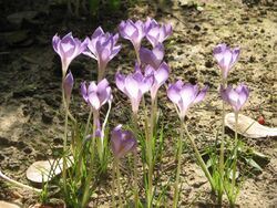 Crocus goulimyi clump4.jpg