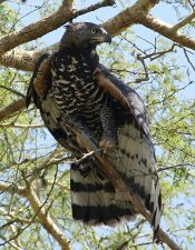 Crowned Eagle (Stephanoaetus coronatus), at Ndumo Nature Reserve, KwaZulu-Natal, South Africa (28842574882).jpg