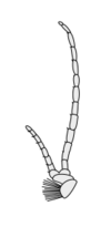 Crustacean antenna - Remipedia Speleonectes tanumekes 1st-antenna.svg