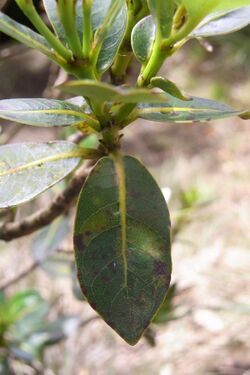 Cryptocarya gregsonii leaves.JPG