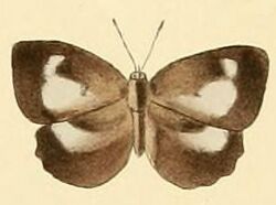 Cyaniriodes libna1.JPG