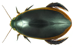 Cybister tripunctatus ssp. lateralis (Fabricius, 1798) female (8172913092).png