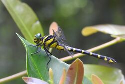 Cyclogomphus flavoannulatus female (cropped).jpg