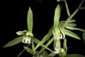Cymbidium lancifolium var. aspidistrifolium (Fukuy.) S.S.Ying, Coloured Ill. Indig. Orchids Taiwan 1(2) 439 (1977). (50820511723).jpg