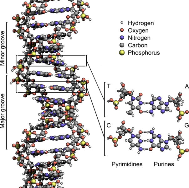 File:DNA Structure+Key+Labelled.pn NoBB.png
