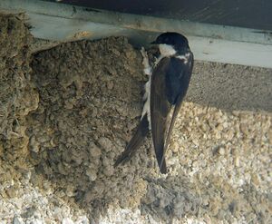 A swallow-like bird with black upperparts, white rump and white underparts perched on an enclosed mud nest built where a wall and ceiling meet