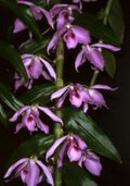 Dendrobium anosmum Orchi 221.jpg