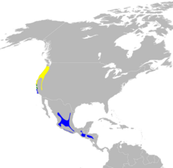 Dendroica occidentalis map.svg