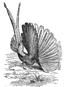 An argus illustration from "The Descent of Man, and Selection in Relation to Sex" by Charles Darwin