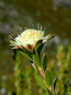 Diastella fraterna Kleinmond side.jpg