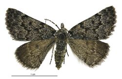 Dichromodes niger female.jpg