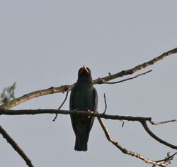 Dollarbird or Broad-billed Roller (Eurystomus orientalis) at Jayanti, Duars, West Bengal W Picture 059.jpg