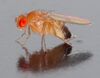 Drosophila melanogaster - side (aka).jpg