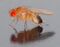 Drosophila melanogaster - side (aka).jpg