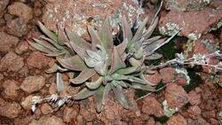 Dudleya abramsii abramsii 8.jpg