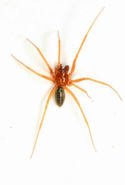 Dwarf Spider - Gonatium crassipalpum?, Vernon British Columbia.jpg