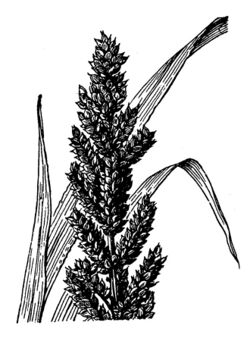 Echinochloa frumentacea (Japanhirse) HC-1950.jpg