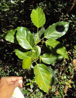 Elaeocarpus munronii.jpg