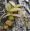 Epiphytic orchid (8193582044).jpg