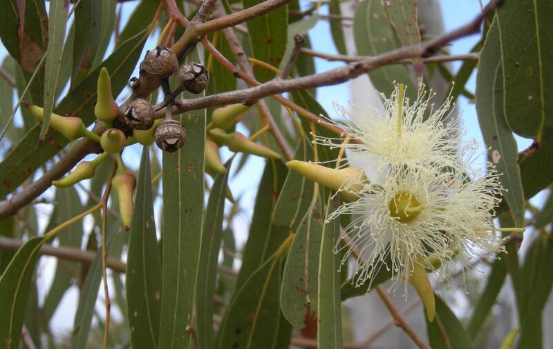 File:Eucalyptus tereticornis flowers, capsules, buds and foliage.jpeg