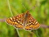 Euphydryas aurinia.jpg