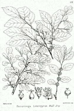 Flueggea leucopyrus Bra54.png