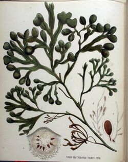 Fucus platycarpus — Flora Batava — Volume v16.jpg