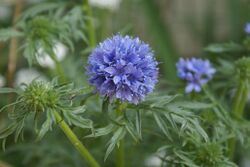 Gilia capitata.JPG