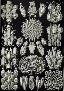 Haeckel Bryozoa 33.jpg