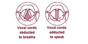 Illu07 larynx02.jpg