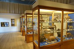 Interior view - Swedish Museum of Natural History - Stockholm, Sweden - DSC00649.JPG
