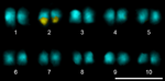 Karyotype of cacao.png