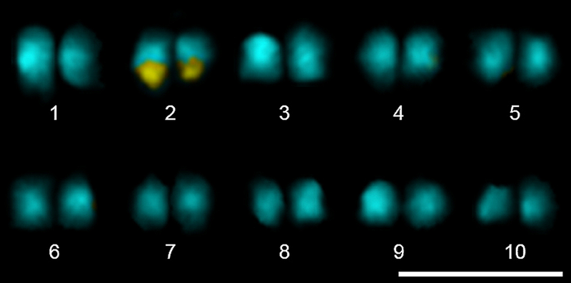 File:Karyotype of cacao.png
