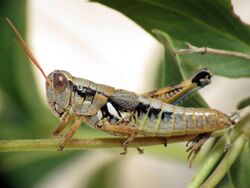 Large-headed Grasshopper - Flickr - treegrow (1).jpg